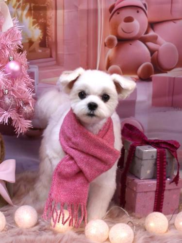 20241228まるちゃん